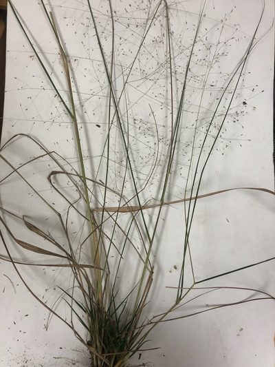 Eragrostis capillaris, photographed by John Kees
