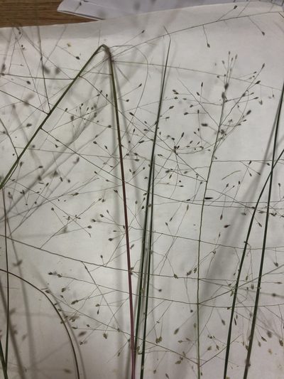 Eragrostis capillaris, photographed by John Kees