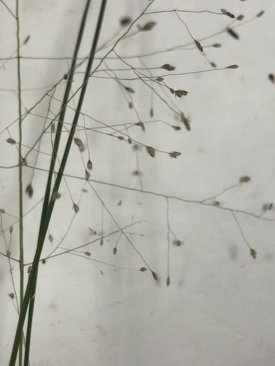 Eragrostis capillaris, photographed by John Kees