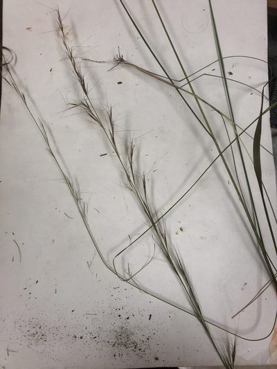 Aristida lanosa, photographed by John Kees