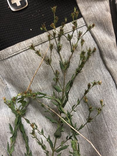Hypericum denticulatum, photographed by John Kees