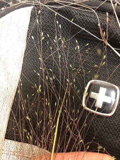 Digitaria cognata, photographed by John Kees