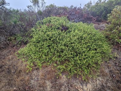 Arctostaphylos cruzensis, photographed by Trevor Van Loon