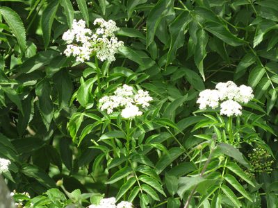 Sambucus australis, photographed by Ezequiel Vera