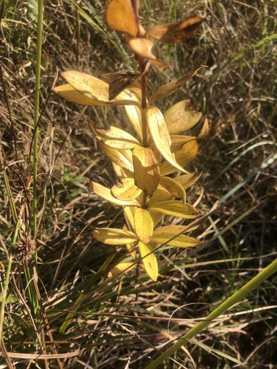 Lilium pyrophilum, photographed by John Kees