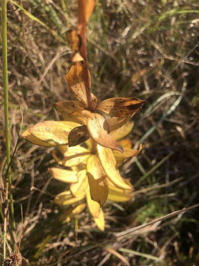 Lilium pyrophilum, photographed by John Kees