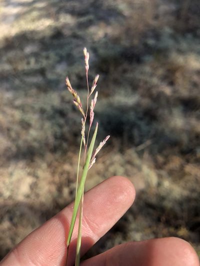 Triplasis purpurea, photographed by John Kees