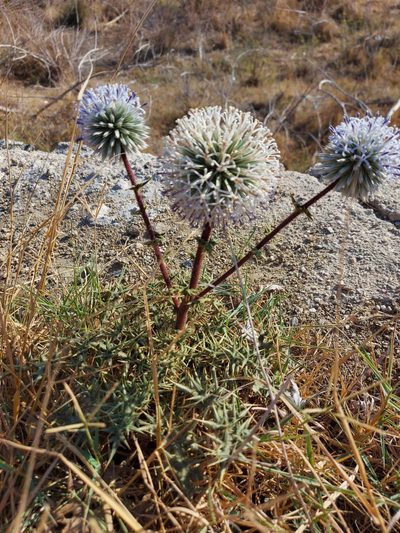 Echinops spinosissimus, photographed by Stari Plativky