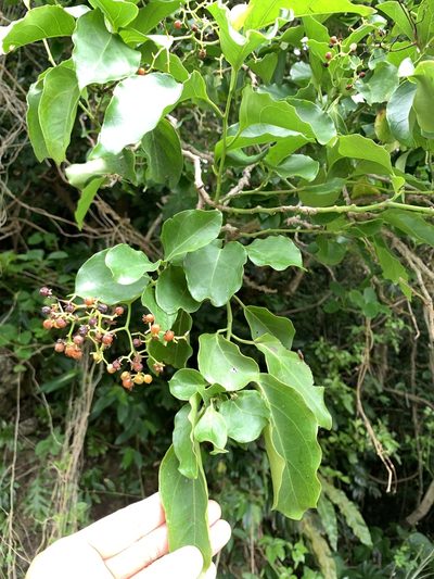 Ehretia philippinensis, photographed by 呂一起(Lyu yi-chi)