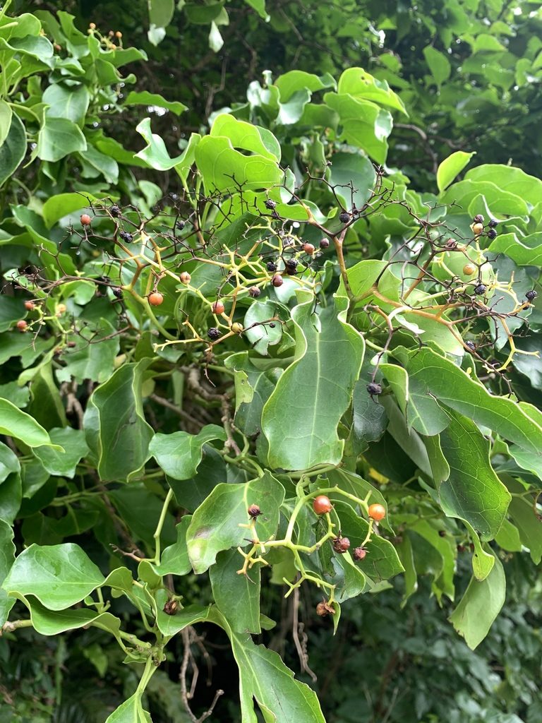 Ehretia philippinensis, photographed by 呂一起(Lyu yi-chi)