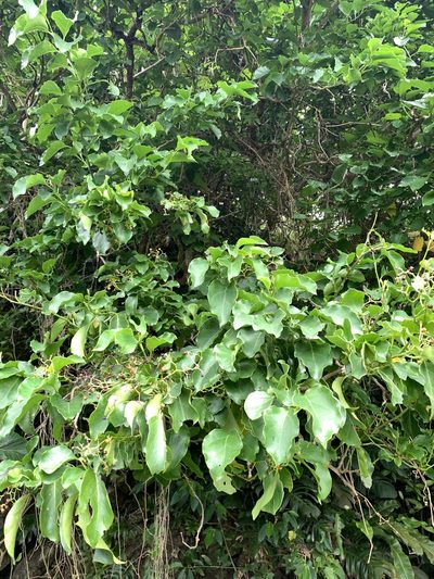 Ehretia philippinensis, photographed by 呂一起(Lyu yi-chi)
