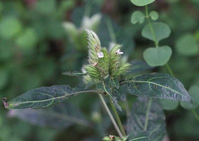 Lepidagathis incurva, photographed by Agnes Trekker