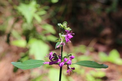 Dicliptera brachiata, photographed by Andy Jordan
