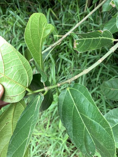 Ficus cumingii, photographed by 呂一起(Lyu yi-chi)