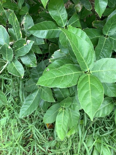 Ficus cumingii, photographed by 呂一起(Lyu yi-chi)
