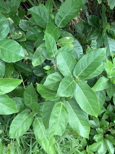 Ficus cumingii, photographed by 呂一起(Lyu yi-chi)