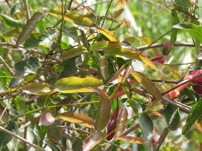 Dolichandra cynanchoides, photographed by Ezequiel Vera