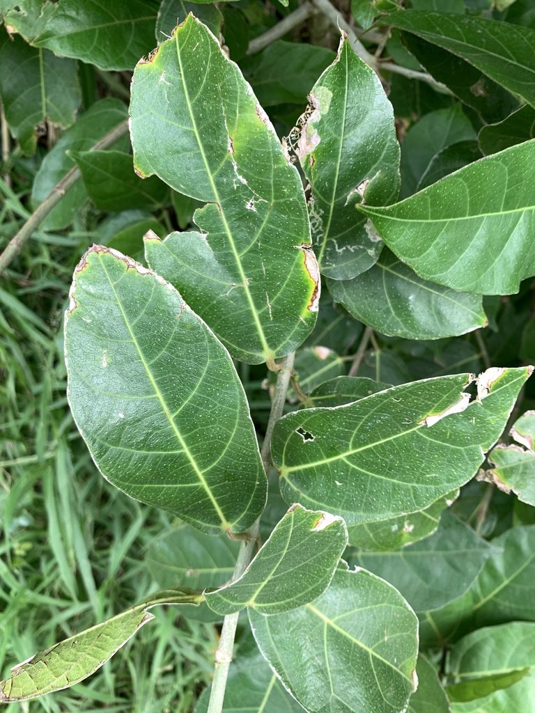 Ficus cumingii, photographed by 呂一起(Lyu yi-chi)