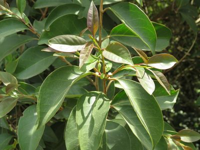 Ficus luschnathiana, photographed by Ezequiel Vera