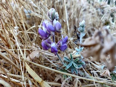 Lupinus formosus, photographed by Alexander Wentworth