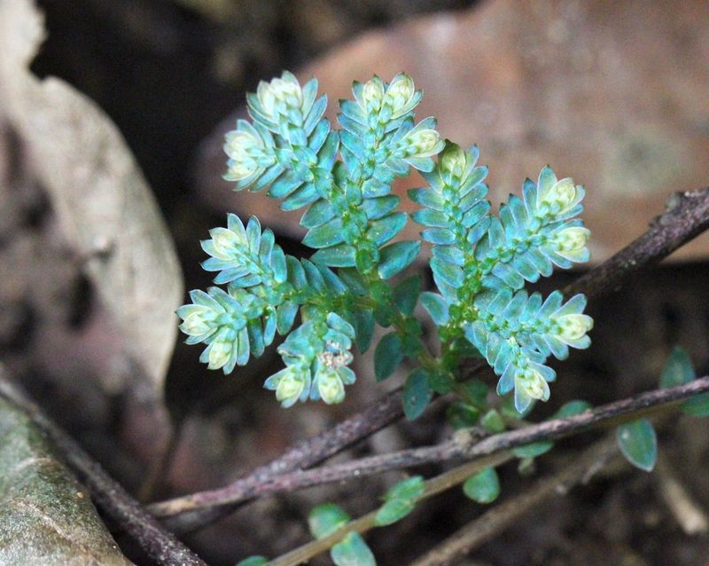 Selaginella uncinata, photographed by Agnes Trekker