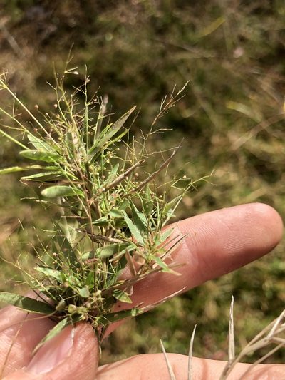 Dichanthelium wrightianum, photographed by John Kees