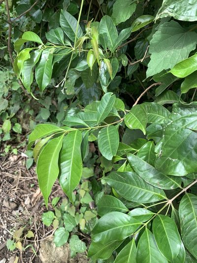 Syzygium tripinnatum, photographed by 呂一起(Lyu yi-chi)