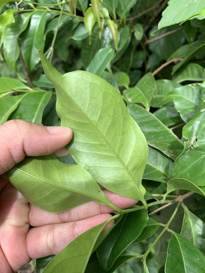 Syzygium tripinnatum, photographed by 呂一起(Lyu yi-chi)
