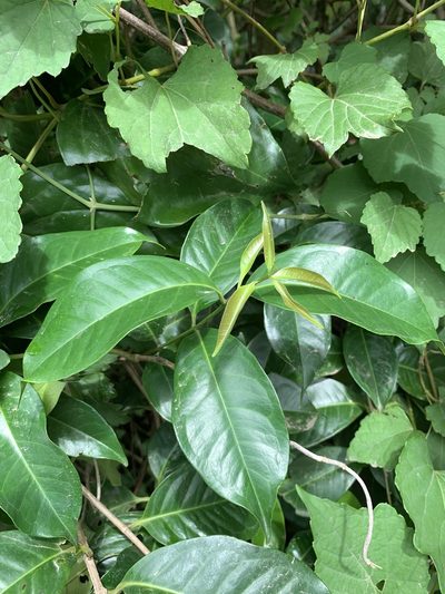 Syzygium tripinnatum, photographed by 呂一起(Lyu yi-chi)