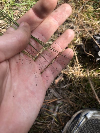 Muhlenbergia torreyana, photographed by John Kees