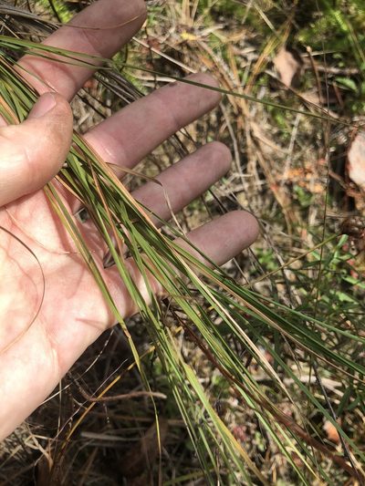 Muhlenbergia torreyana, photographed by John Kees