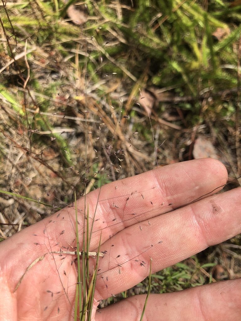 Muhlenbergia torreyana, photographed by John Kees