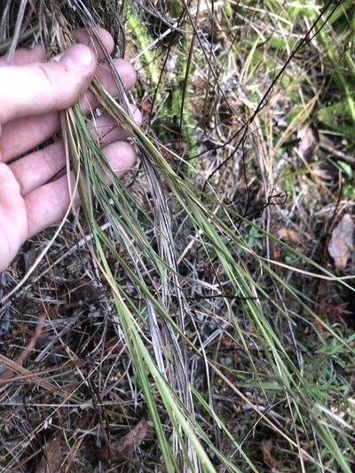 Muhlenbergia torreyana, photographed by John Kees