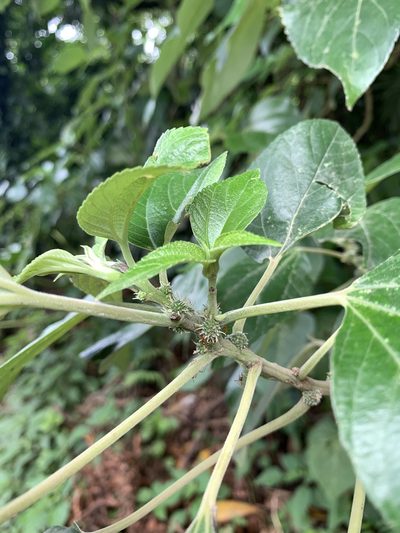 Pipturus asper, photographed by 呂一起(Lyu yi-chi)
