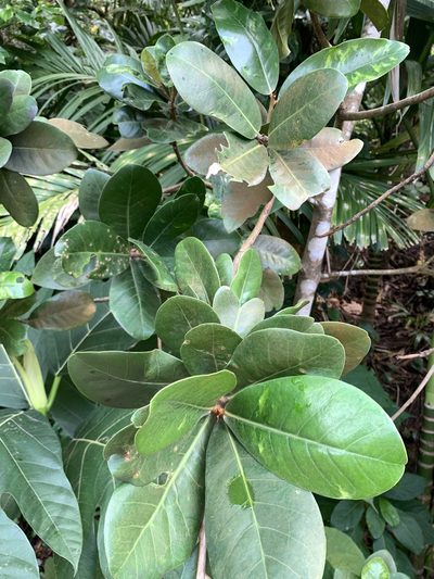 Palaquium formosanum, photographed by 呂一起(Lyu yi-chi)