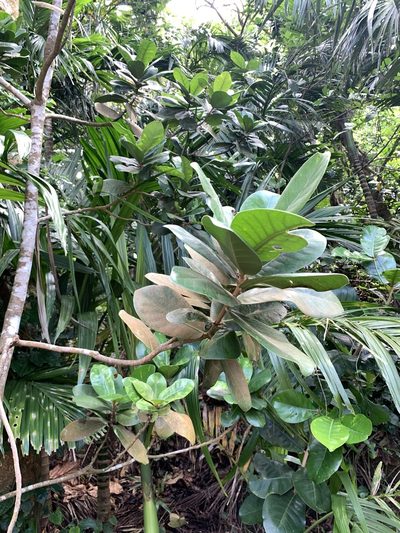 Palaquium formosanum, photographed by 呂一起(Lyu yi-chi)