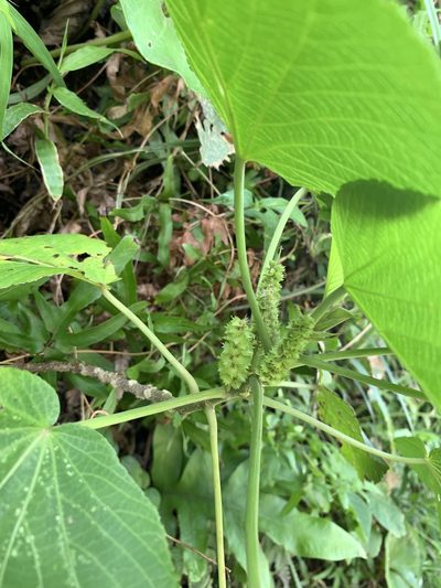 Acalypha grandibracteata, photographed by 呂一起(Lyu yi-chi)