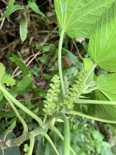 Acalypha grandibracteata, photographed by 呂一起(Lyu yi-chi)