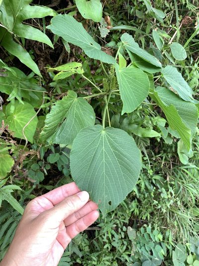 Acalypha grandibracteata, photographed by 呂一起(Lyu yi-chi)