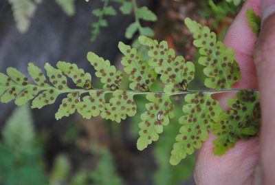 Cystopteris tennesseensis, photographed by Zihao Wang
