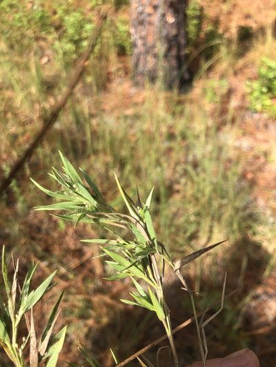 Dichanthelium meridionale, photographed by John Kees