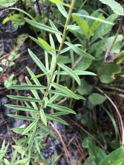 Solidago tortifolia, photographed by John Kees