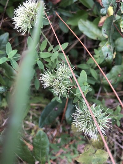 Pycnanthemum flexuosum, photographed by John Kees