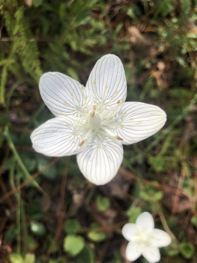 Parnassia caroliniana, photographed by John Kees