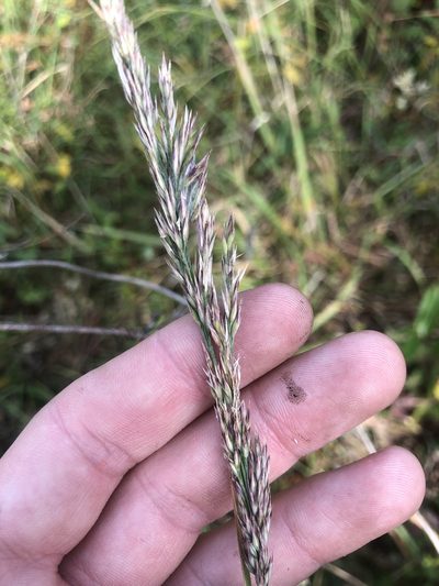 Greeneochloa coarctata, photographed by John Kees