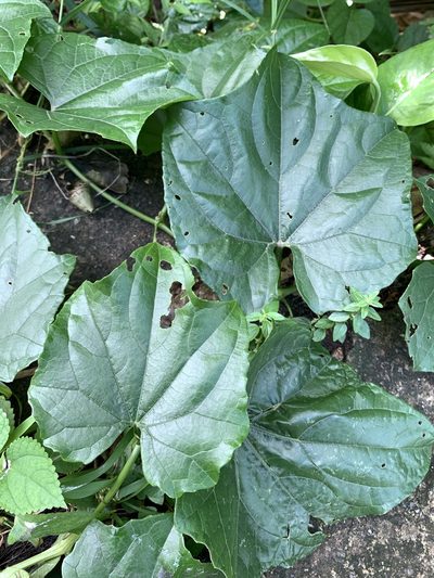 Trichosanthes quinquangulata, photographed by 呂一起(Lyu yi-chi)