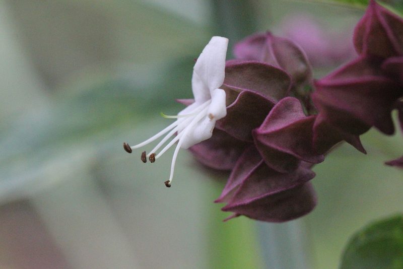 Clerodendrum fortunatum, photographed by Agnes Trekker