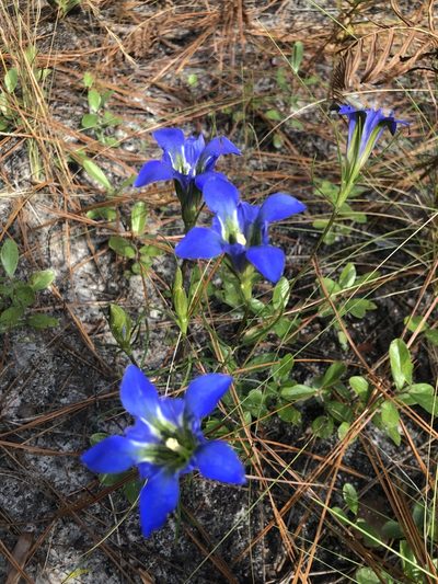 Gentiana autumnalis, photographed by John Kees