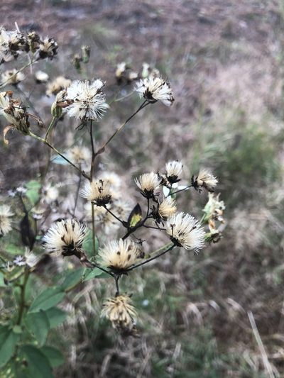 Doellingeria sericocarpoides, photographed by John Kees