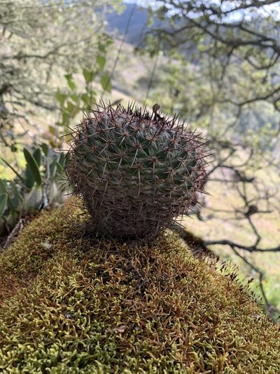 Mammillaria mystax, photographed by Carlos Martorell